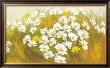 White And Yellow Daisies by Cuca Garcia Limited Edition Pricing Art Print