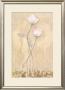 Rose Fresco by Gretchen Shannon Limited Edition Print