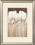 Timless Tulips by Horst Jonas Limited Edition Print