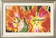 Two Parrot Tulips by Leslie Gerstman Limited Edition Print