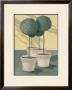 Buxus by Franz Heigl Limited Edition Print