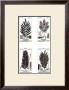 Ferns by Pierre Jean Francois Turpin Limited Edition Print