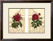 Empire Roses by Sarah Elizabeth Chilton Limited Edition Print