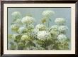 White Hydrangea Garden by Danhui Nai Limited Edition Print