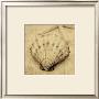 Scallop by John Seba Limited Edition Print