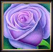 Big Rose, C.2004 by Ruth Addinall Limited Edition Pricing Art Print