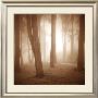 Woods Study Ii by Alan Klug Limited Edition Print