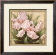 Pretty In Pink Irises by Igor Levashov Limited Edition Pricing Art Print