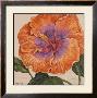 Hibiscus Grande Ii by Judy Shelby Limited Edition Pricing Art Print