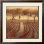Vintage Sunlit Vineyard by Paul Mathenia Limited Edition Pricing Art Print