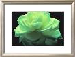 Rose Photography by True Redd Limited Edition Pricing Art Print