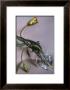 Man Ray Tulip, 1988 by Sheila Metzner Limited Edition Pricing Art Print