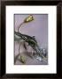 Man Ray Tulip, 1988 by Sheila Metzner Limited Edition Pricing Art Print