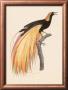 Le Grand Oiseau De Paradis Emeraude by Jacques Barraband Limited Edition Print