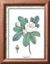 Magnolia Ashei by Jennifer Blume Limited Edition Pricing Art Print