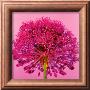 Pink Allium by Juliet Greene Limited Edition Print