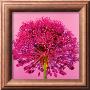 Pink Allium by Juliet Greene Limited Edition Pricing Art Print