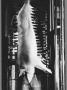 Dead Pig, Hanging Head Downward From Conveyor, At Swift Meat Packing Packington Plant by Margaret Bourke-White Limited Edition Pricing Art Print