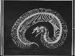 Skeleton Of A 4-Ft-Long Gaboon Viper Showing 160 Pairs Of Movable Ribs by Andreas Feininger Limited Edition Print
