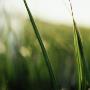 Close-Up Of Grass by Anna Hult Limited Edition Pricing Art Print