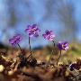 Close-Up Of Purple Flowers by Ove Eriksson Limited Edition Print