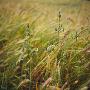 Wheat Growing In A Field by Inge Ekstrom Limited Edition Print
