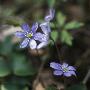 Close Up Of Blue Flowers by Lars Dahlstrom Limited Edition Print