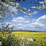 Oilseed Rape In A Field (Brassica Napus) by Jorgen Larsson Limited Edition Print