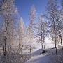 A Forest In Winter, Varmland, Sweden by Mikael Andersson Limited Edition Print