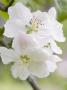 Apple Blossom by Anders Ekholm Limited Edition Print