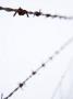 Barbed Wire by Atli Mar Limited Edition Print