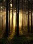 A Misty Morning In A Forest In Sormland, Sweden by Anders Ekholm Limited Edition Print