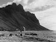 Herd Of Horses In A Field, Hornafjordur, Iceland by Herman Meisner Limited Edition Print