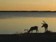 Two Reindeers By A Lake At Dusk, Finland by Hannu Hautala Limited Edition Print