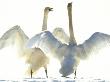 Two Whooper Swans Flapping Their Wings by Hannu Hautala Limited Edition Print