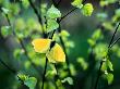 Close-Up Of A Butterfly On A Tree by Gunnar Larsson Limited Edition Print