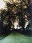 A Road And Bare Trees by Johan Hedenstrom Limited Edition Print