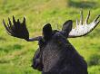 Close-Up Of A Moose (Alces Alces) In A Field by Jorgen Larsson Limited Edition Pricing Art Print