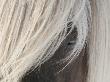 Close-Up Of Manes Of An Icelandic Horse by Jorgen Larsson Limited Edition Print