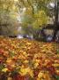 Fallen Autumnal Leaves At A Lakeside by Jorgen Larsson Limited Edition Print