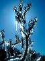 An Icy Branch Of A Bush by Larus Karl Ingasson Limited Edition Pricing Art Print