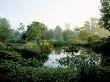 Oxford Botanic Garden: Bog Garden With Gunnera Manicata, Wooden Bridge And Irises by Clive Nichols Limited Edition Print