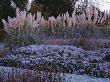 Frosty Border With Pampas Grass, Bergenia And Verbena Bonariensis, Designer: Duncan Heather by Clive Nichols Limited Edition Print