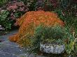 Lakemount, Ireland - Acer Dissectum Viridis, Stone Trough In Autumn, Designer: Brian Cross by Clive Nichols Limited Edition Print