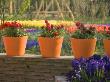 Orange Terracotta Pots On Wall Planted - Red Tulips And Ranunculus, Keukenhof Gardens, Netherlands by Clive Nichols Limited Edition Pricing Art Print