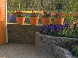 Row Of Orange Terracotta Containers On A Wall Planted With Red Tulips And Ranunculus by Clive Nichols Limited Edition Print