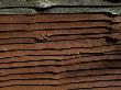 Backgrounds - Stained Larch Lap Fence Panel by Natalie Tepper Limited Edition Print
