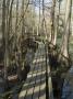 Cypress Swamp, Highland Hammck State Park, Florida by Natalie Tepper Limited Edition Print