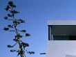 Puente's House, San Bernabe, Mexico City, Detail Of Roof And Tall Plant by Richard Bryant Limited Edition Print