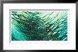 Underwater Reflections by Margaret Juul Limited Edition Print